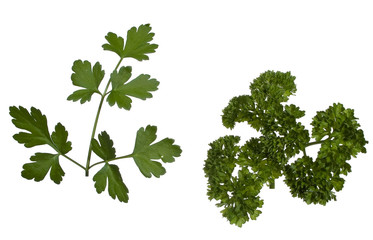 two types of parsley