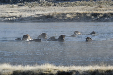 buffalo crossing river