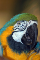 macaw parrot