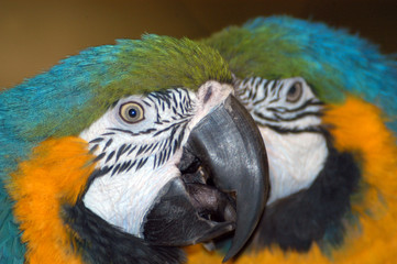 colorful macaw parrots
