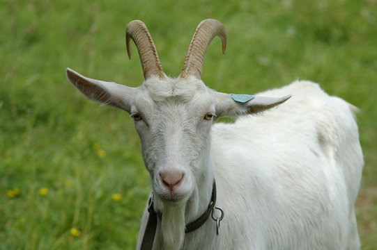 ch&egrave;vre