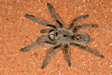african baboon spider