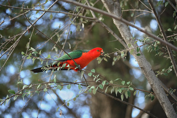 king parrot