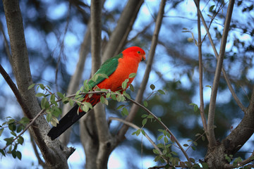 king parrot