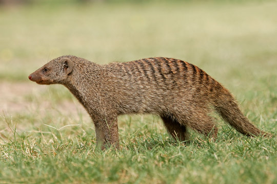 Mongoose Animal Fur - Free photo on Pixabay | Mongoose animal, Animals,  Animals wild