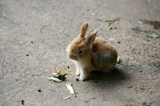 minihase