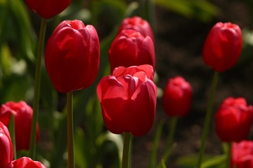 Fototapeta premium tulpen