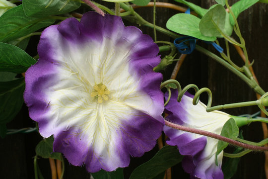 Fleur Blanche Et Violette