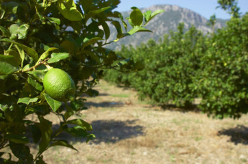 lemon