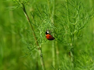 ladybird