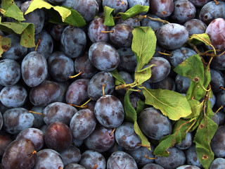 plum background