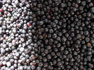 bilberry background