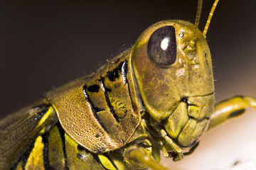 bugs alive