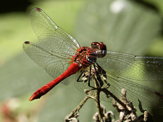 libéllule_0005