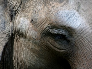 Obraz premium schau mir in die augen