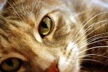kitty face