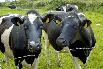 irish cows