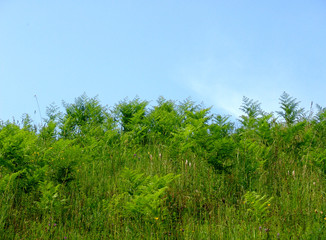 Fototapeta premium wild green 2
