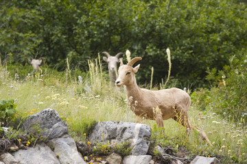 rocky mountain goats