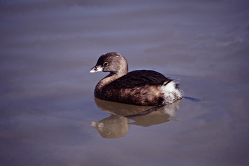 pied-billed grebe