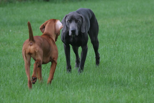 two dogs intense point hunt sport puppy, weim vizs