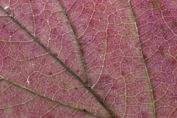 Obraz premium fall leaf macro