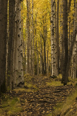 nice path in birch forest