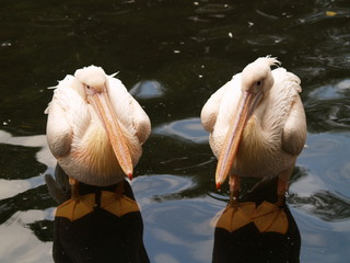 pelikane beim fußbad