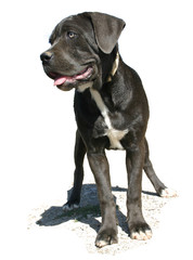 chiot cane corso 2
