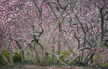 Fototapeta premium tulip trees