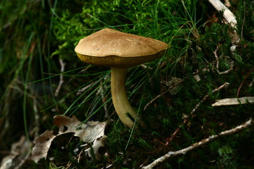 Obraz na płótnie Canvas pilz im wald