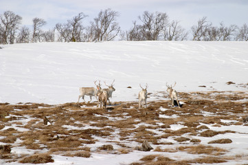 reindeer herd breeding