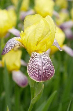 Yellow Iris Flower