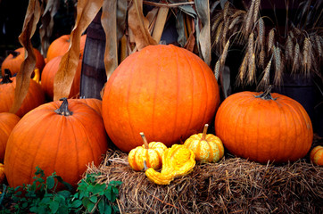 pumpkins