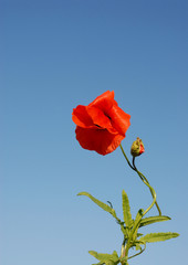 poppy