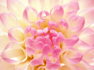 Deurstickers fijne roze bloem © elen_studio