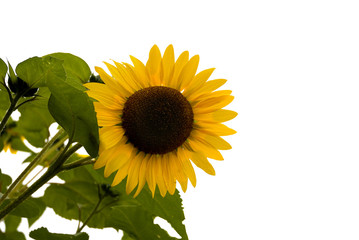 isolated slanted sunflower