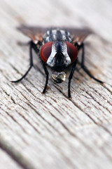 la soif de la mouche