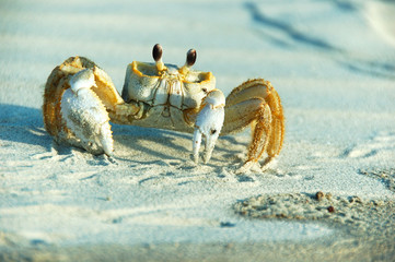male ghost crab  - ocypode ceratophthalma
