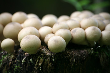 birnenstäublinge
