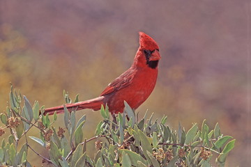 northern cardinal