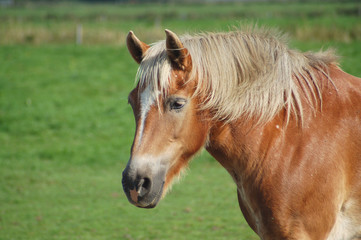 pferd mit blonder mähne im profil © Otmar Smit