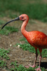 ibis rouge