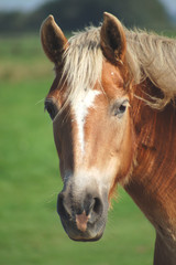 fferd mit blonder mähne © Otmar Smit
