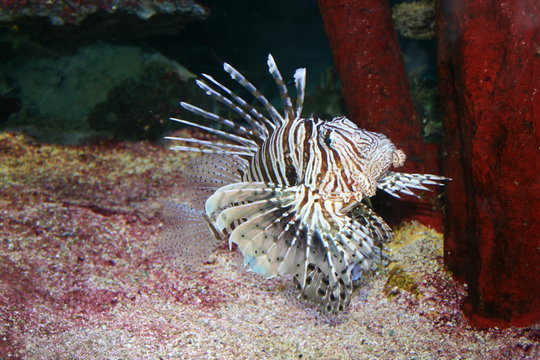 fish