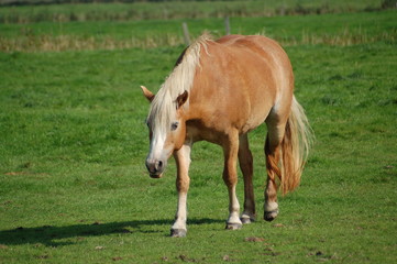 Obraz premium pferd mit blonder mähne