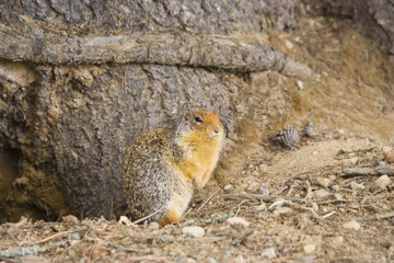 columbian ground squirrel on the alert