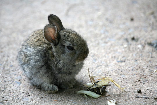 minihase