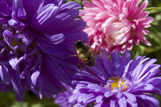 the bee collects the honey.