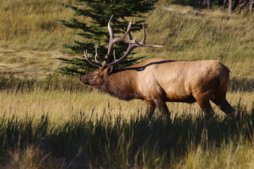 bull elk